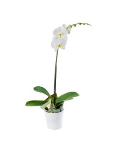 Pure & Simple Exotic Orchid Plant