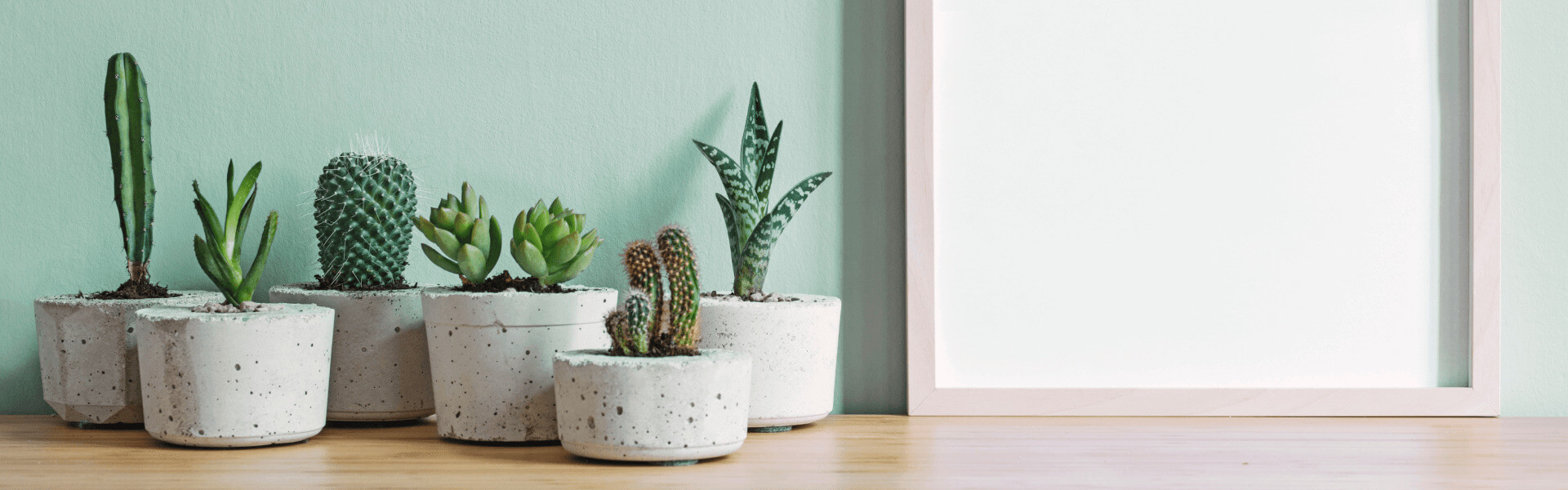 Cacti & Succulents Delivered to Canada